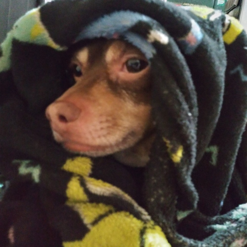 Meet your Posher, Dominic